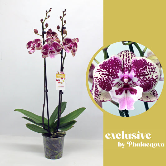 Phalaenopsis Hybrid 60cm 12cm Pot
