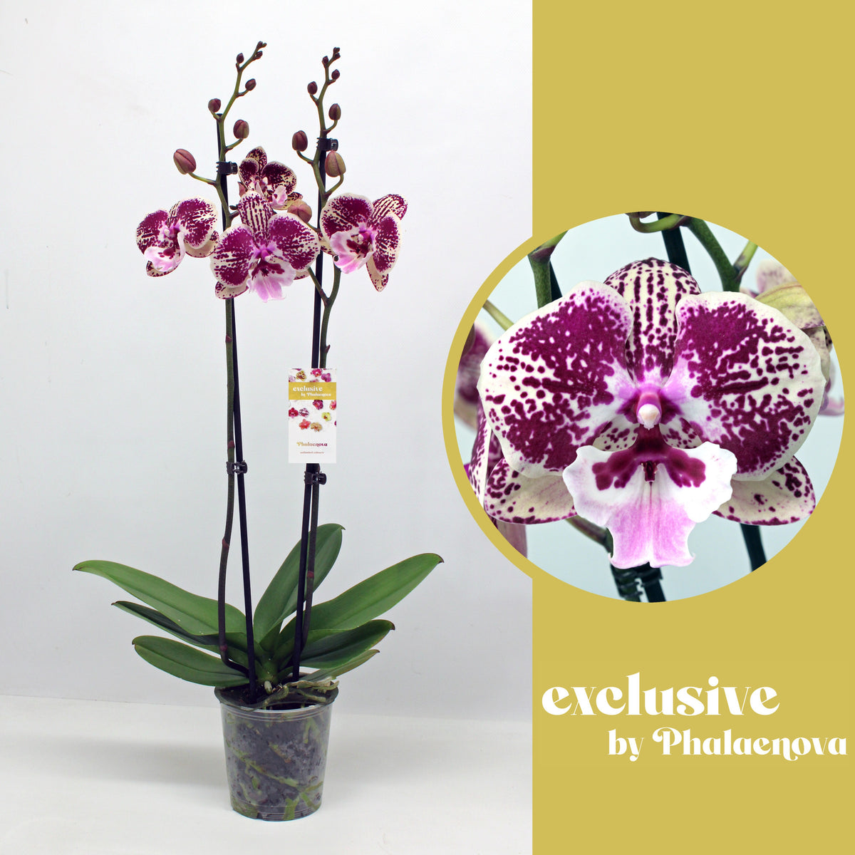 Phalaenopsis Hybrid 60cm 12cm Pot