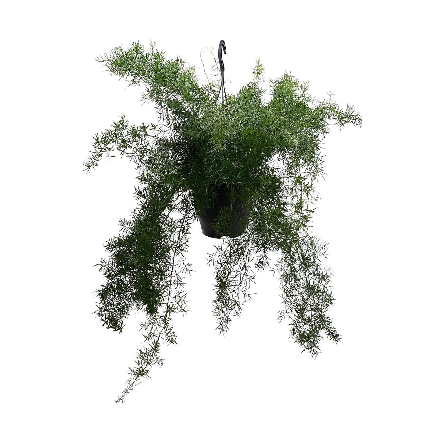 Quakelplant BV Asparagus Sprengeri Pack of 3