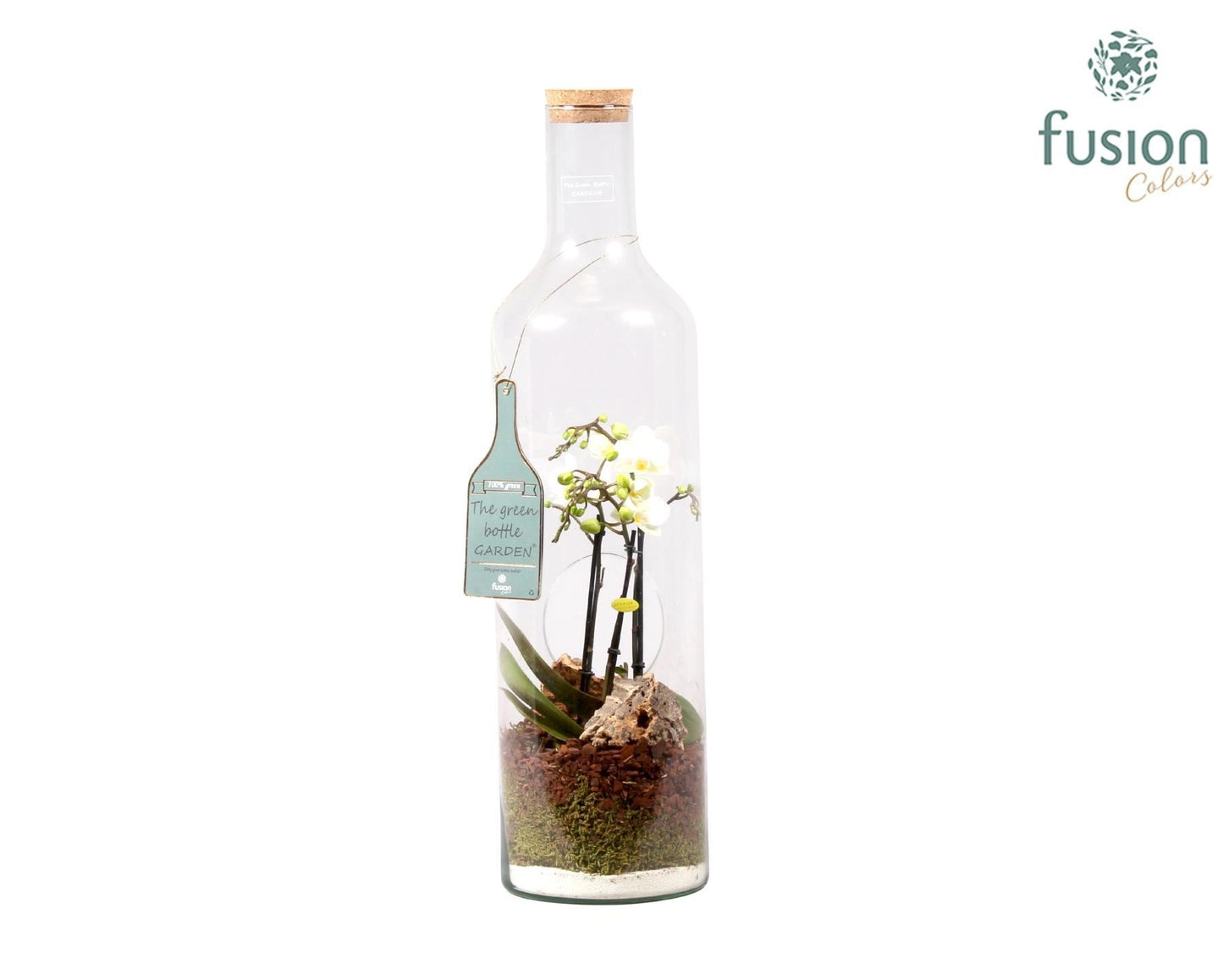 Green Bottle Fles XLarge met Phalaenopsis D17 H62 65cm 17cm Pot