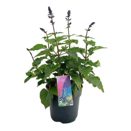 AltaNova Salvia Salgoon Lake Como Pack of 6