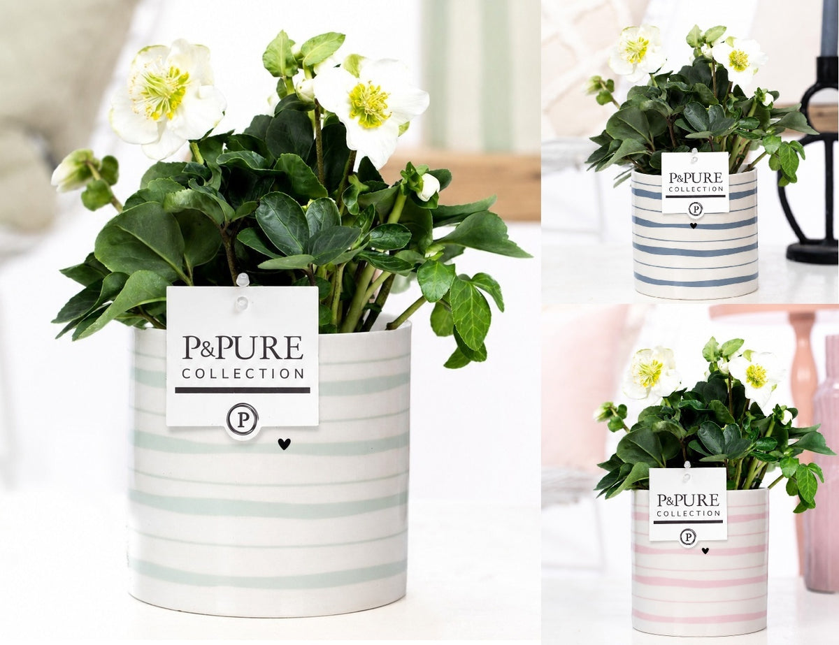 Helleborus niger Christmas Carol 30cm 12cm Pot