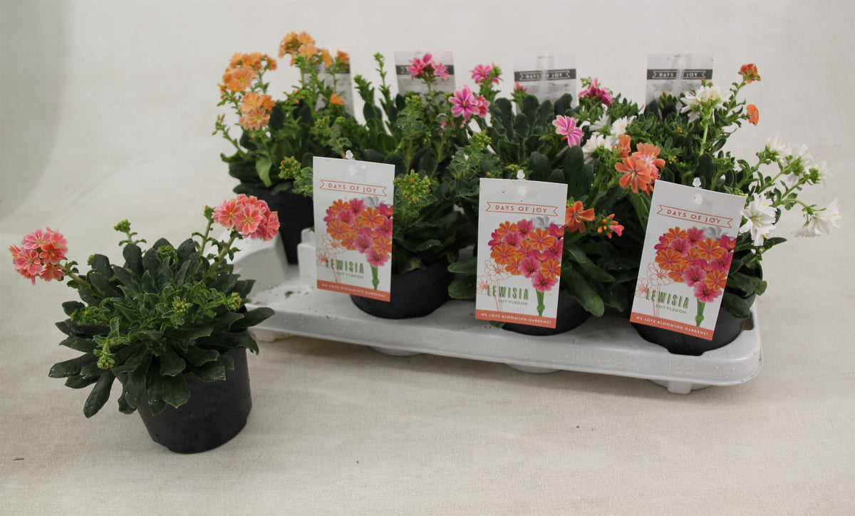 Lewisia Mountain Dreams 20cm 13cm Pot