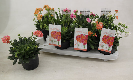 Lewisia Mountain Dreams 20cm 13cm Pot
