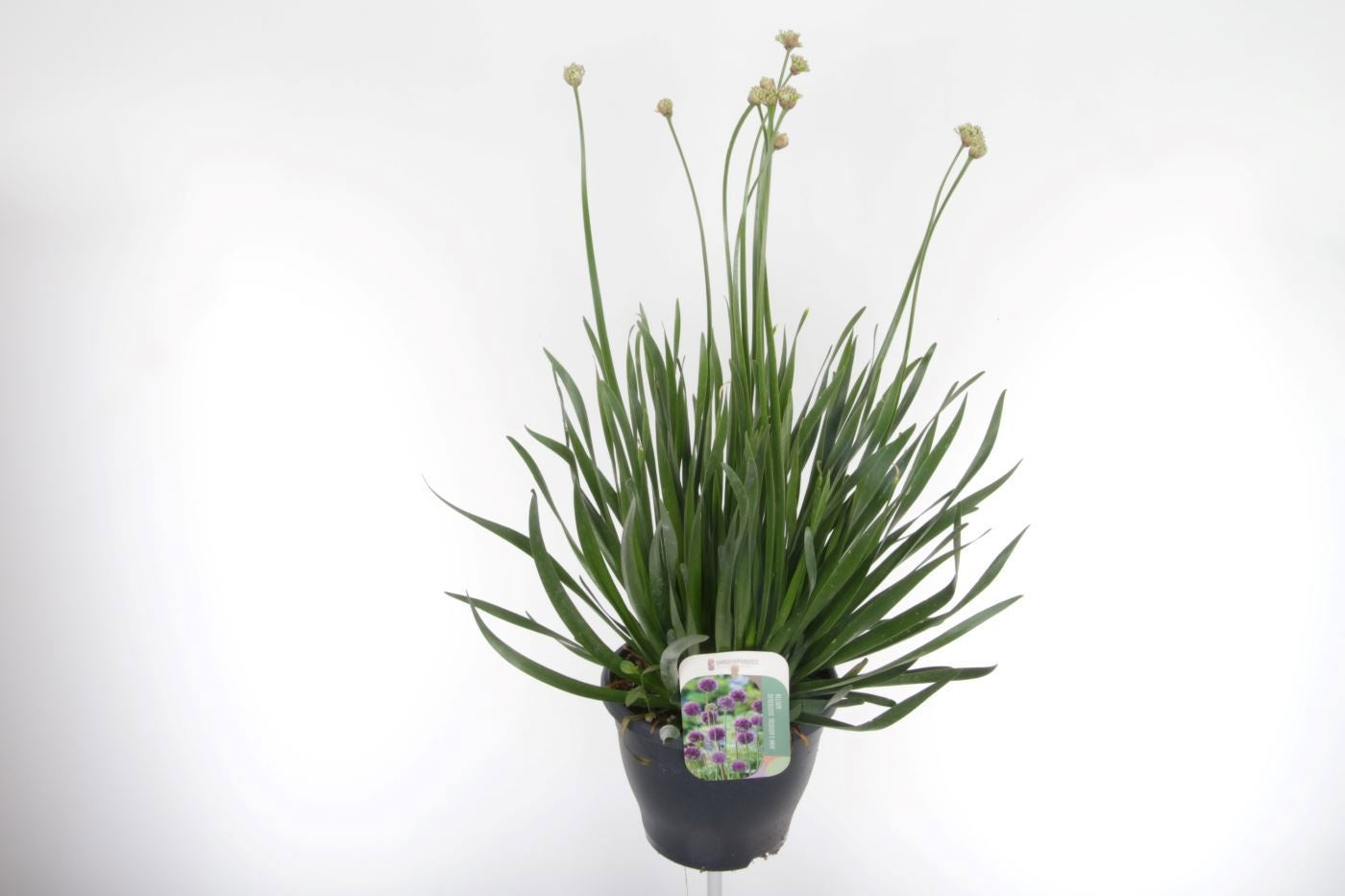 Allium mix 75cm 23cm Pot