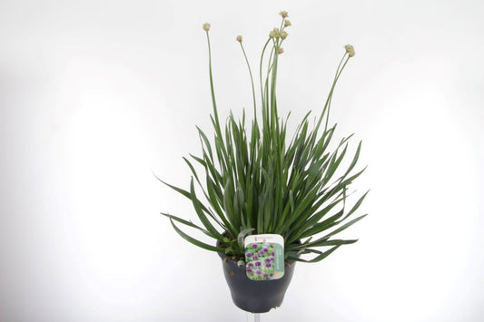 Allium mix 75cm 23cm Pot