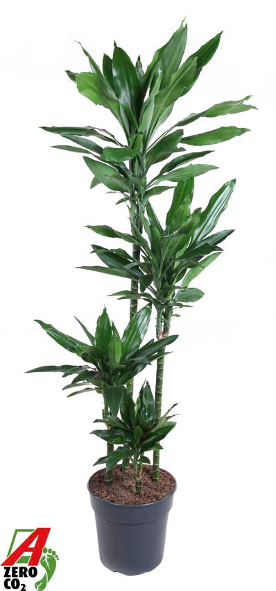 Dracaena frag. Janet Lind 150cm 27cm Pot