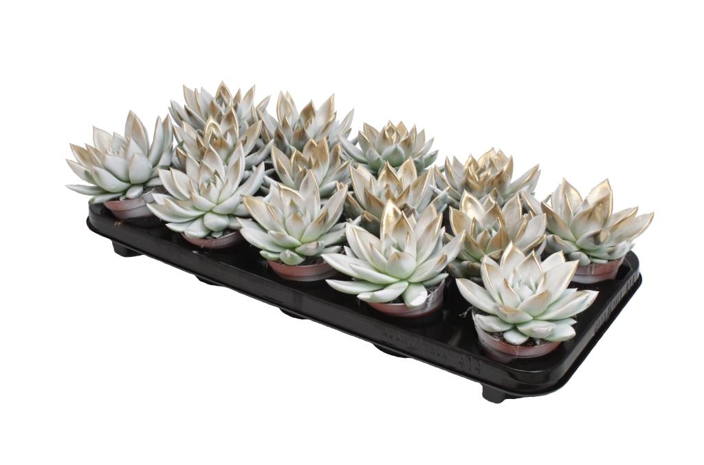 Echeveria colored bicolor white/gold 11cm Special Pot (508)