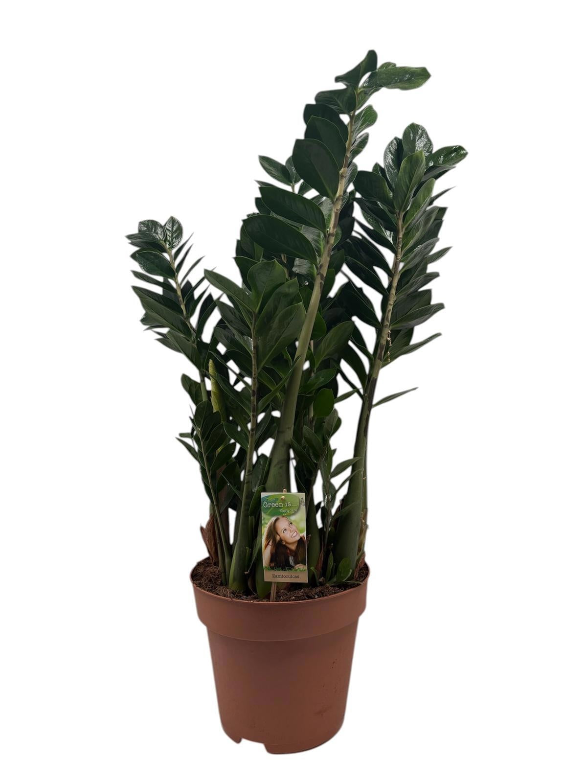 Zamioculcas zamiifolia 100cm 27cm Pot