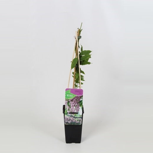 Wisteria sinensis 60cm 14cm Pot