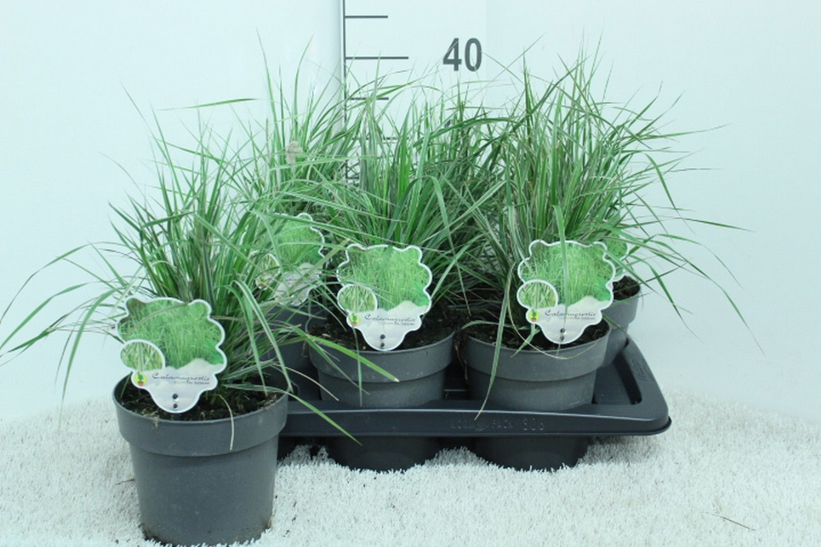 Calamagrostis Overdam 40cm 17cm Pot