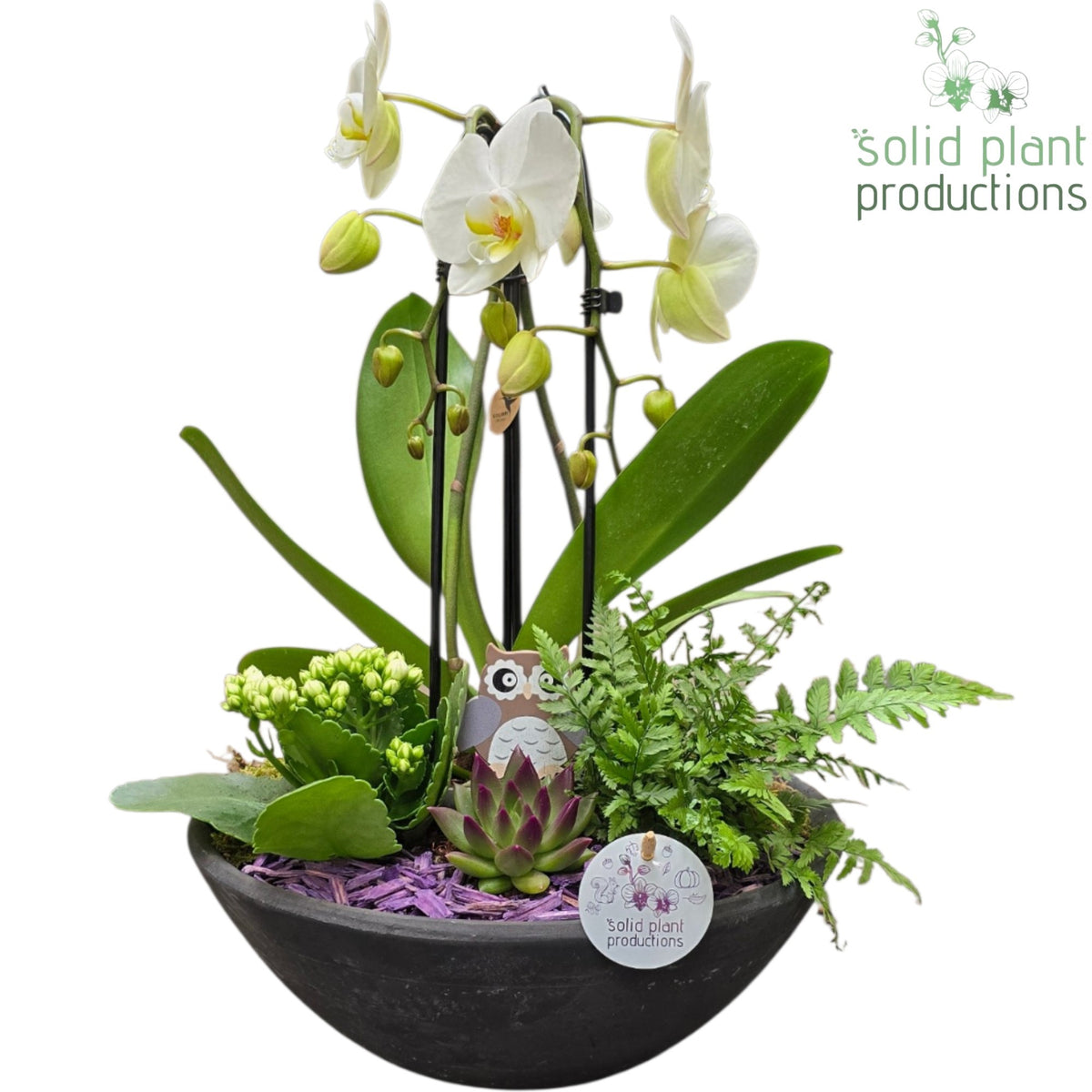 PE012 Ebbi Purple Deluxe Autumn 55cm 32cm Pot