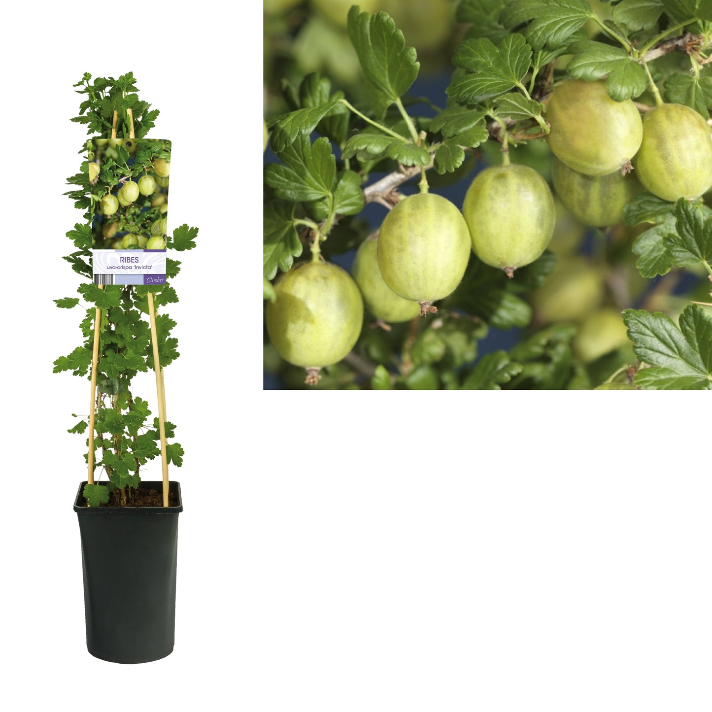 Ribes uva-crispa Invicta (Gooseberry) 75cm 17cm Pot