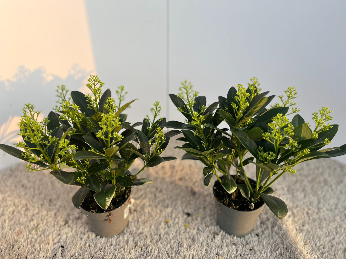 Skimmia japonica Finchy 30cm 11cm Pot