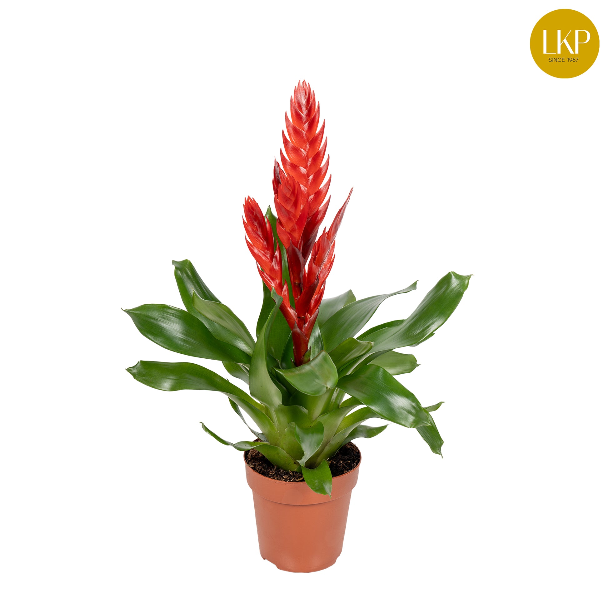 LKP plants Vriesea Intenso Red Pack of 10