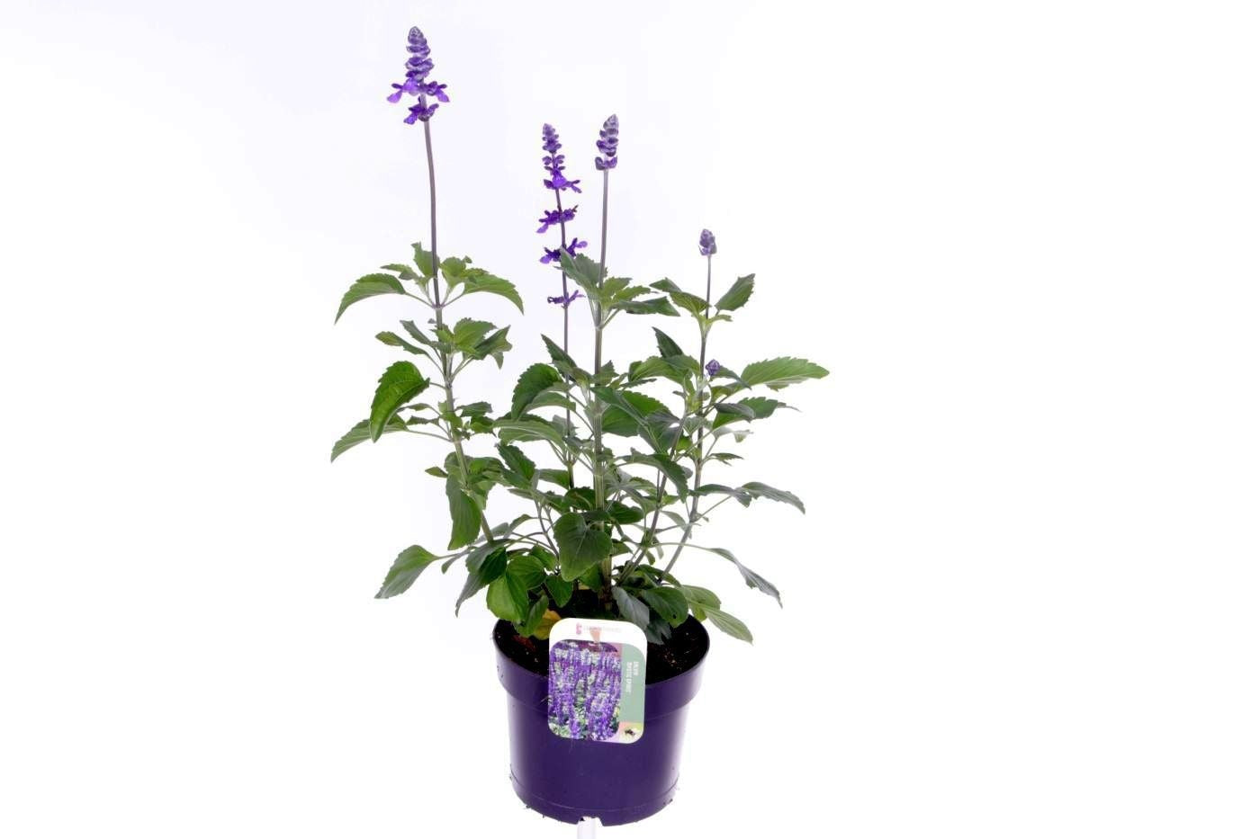 Noordpoel BV, Kw. de Salvia Mystic Spires Blue Pack of 6