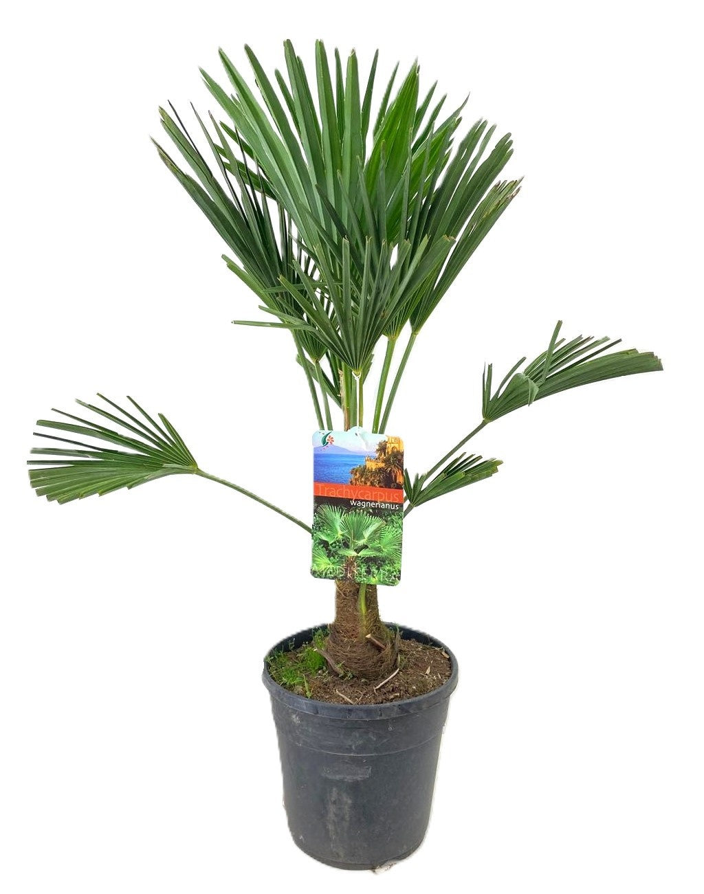 Luiten Kwekerij BV Trachycarpus wagnerianus Pack of 1
