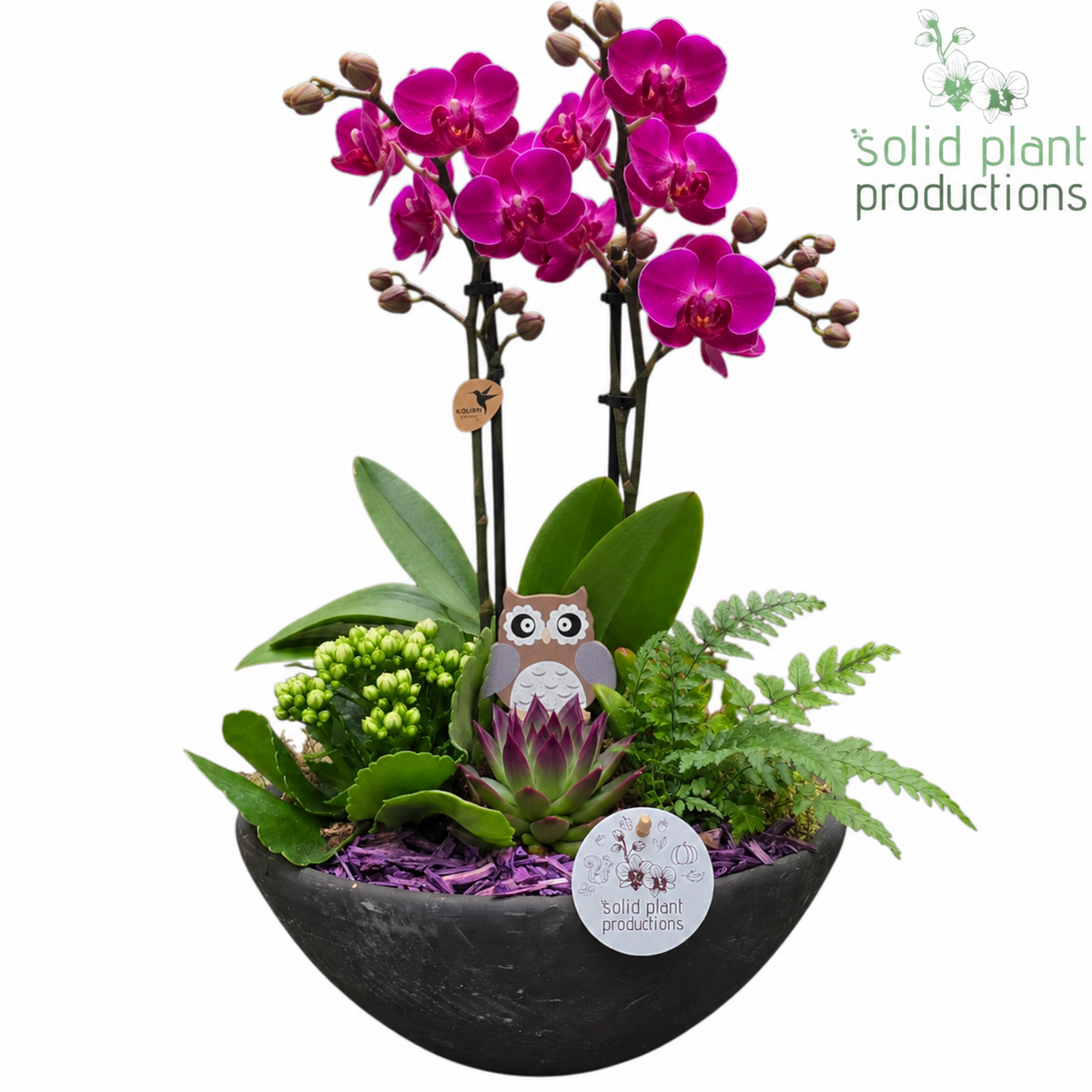 PH011 Ebbi Medium Purple Autumn 45cm 27cm Pot
