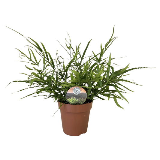 Pteris Hybrid 30cm 12cm Pot