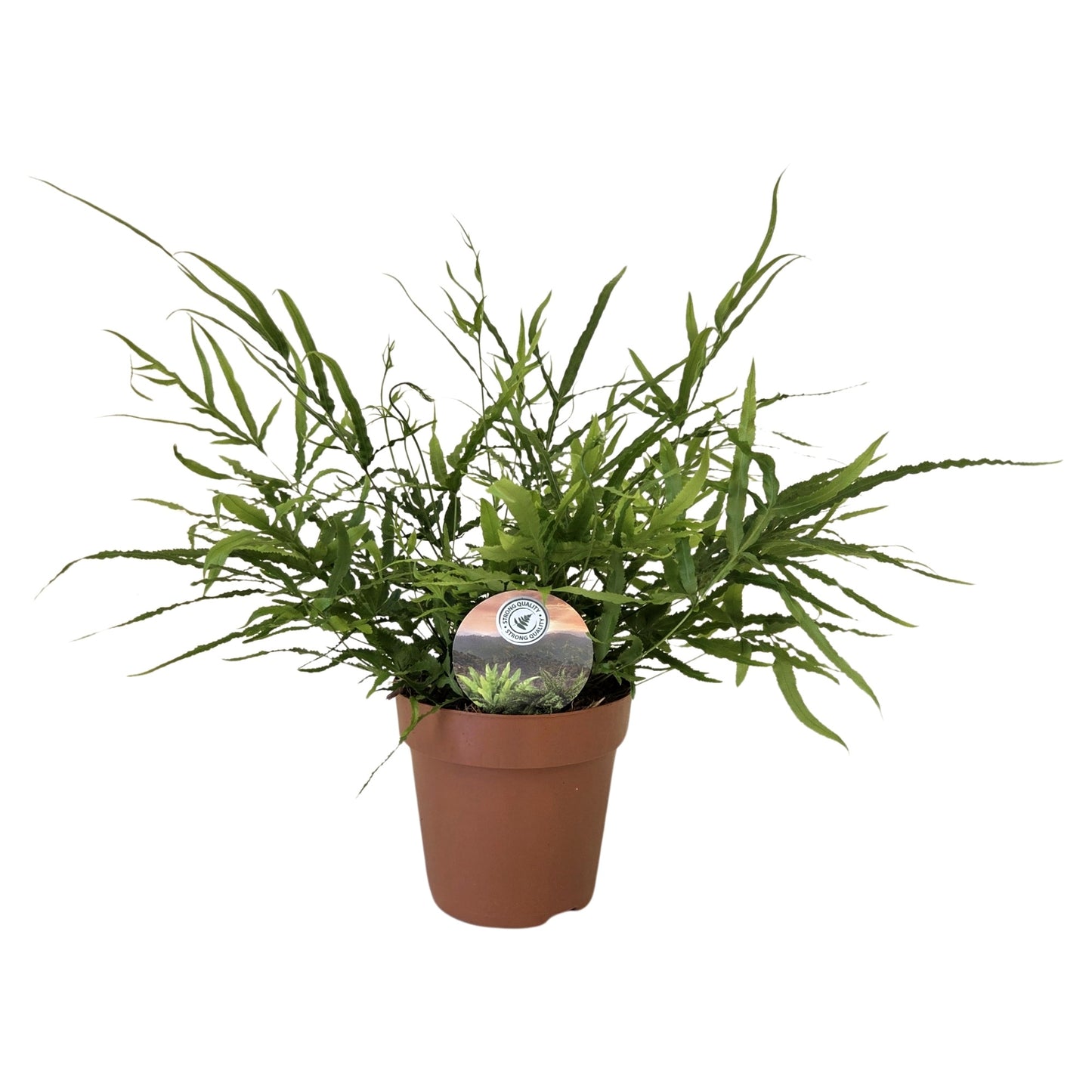 Pteris Hybrid 30cm 12cm Pot