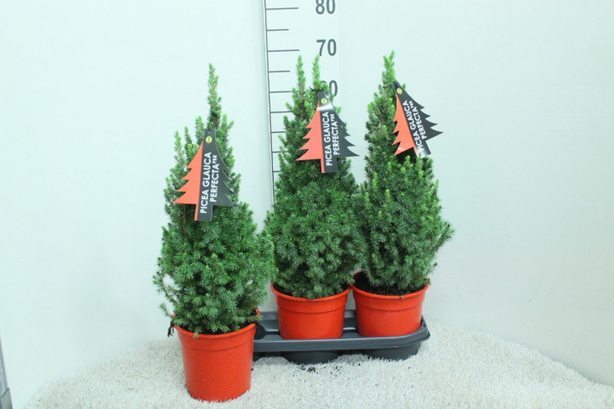 Picea glauca Perfecta 65cm 19cm Pot