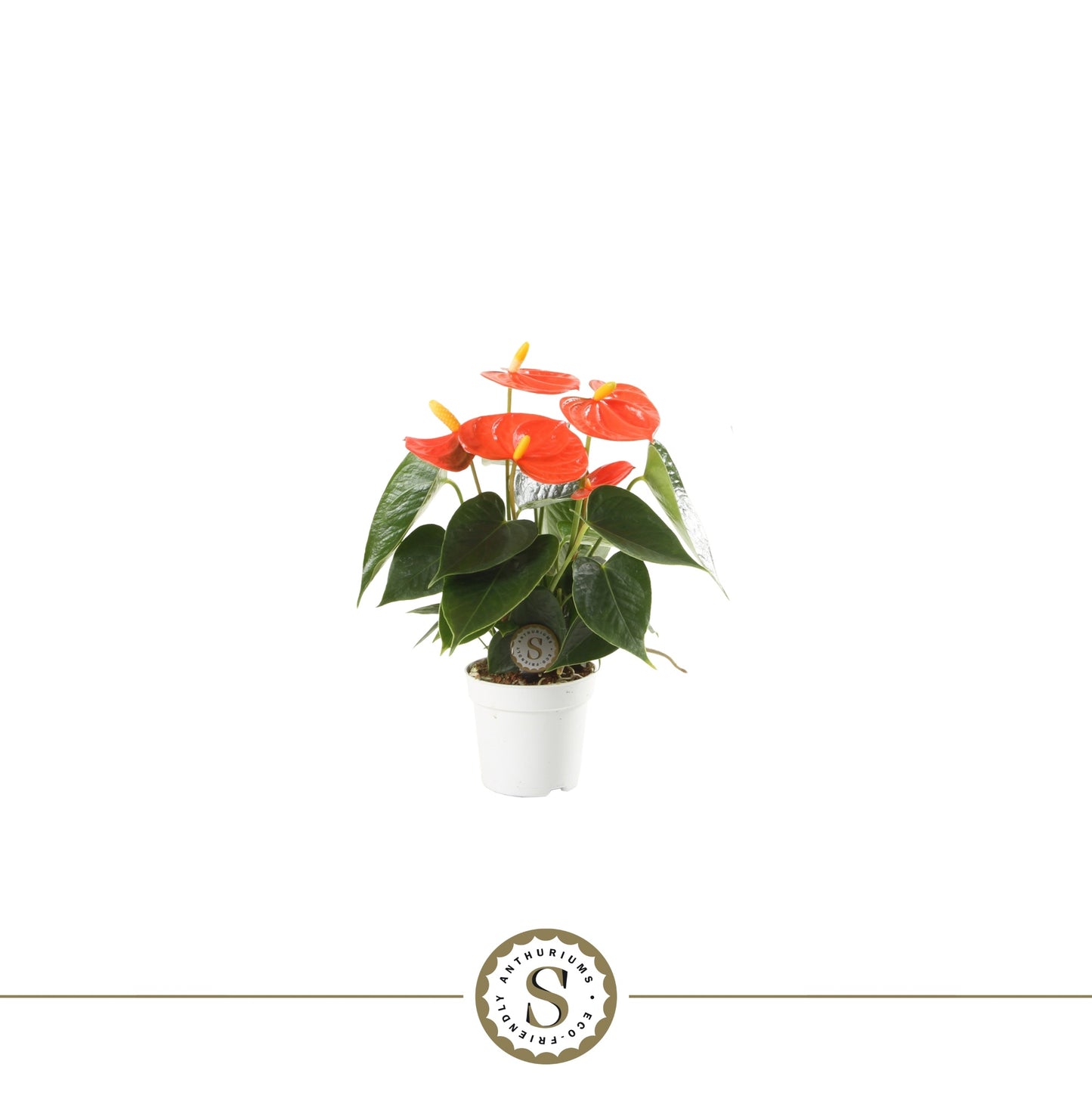 Anthurium Orange Champion 25cm 7cm Pot