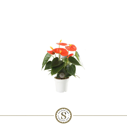 Anthurium Orange Champion 25cm 7cm Pot