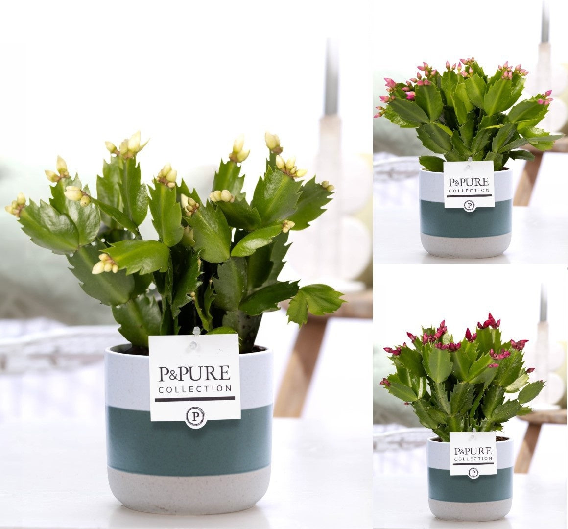 Pure Collection Schlumbergera mix Pack of 5