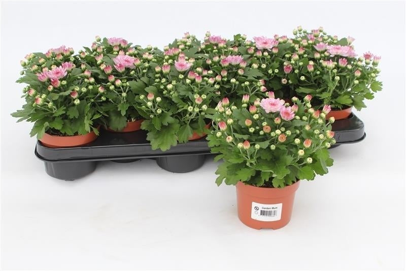 Grootscholten BV. Gebr. Chrysanthemum Gardenmum pink Pack of 15