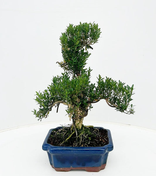 Bonsai Metasequoia Forest 30cm 20cm Pot