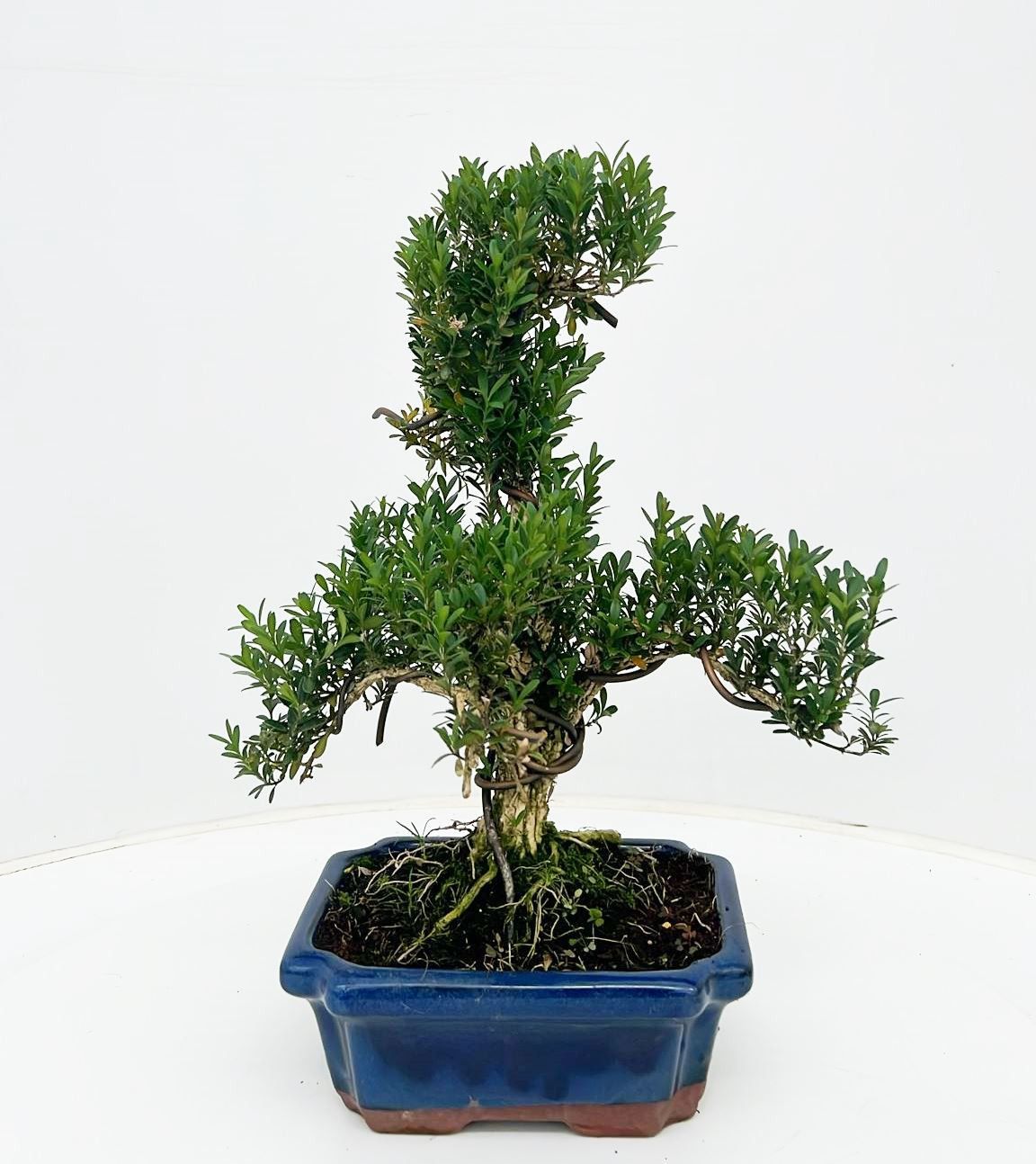 Bonsai Metasequoia Forest 30cm 20cm Pot