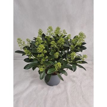 FBB Plant Skimmia japonica Finchy Pack of 1