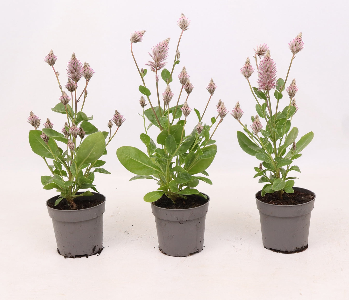 Ptilotus ex. Joey 30cm 510cm Pot