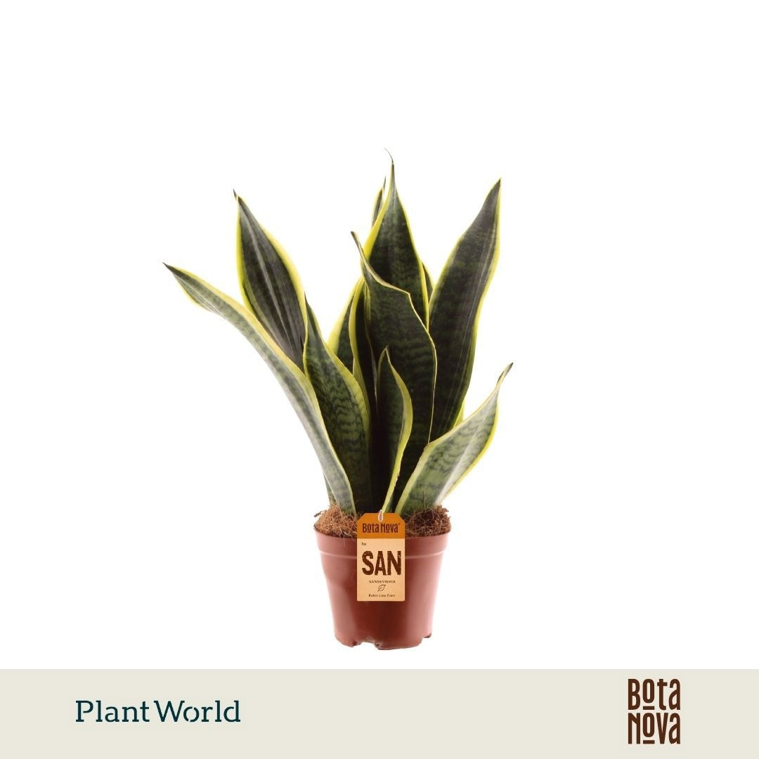 Plantworld Jogrow Sansevieria Futura Superba Pack of 10