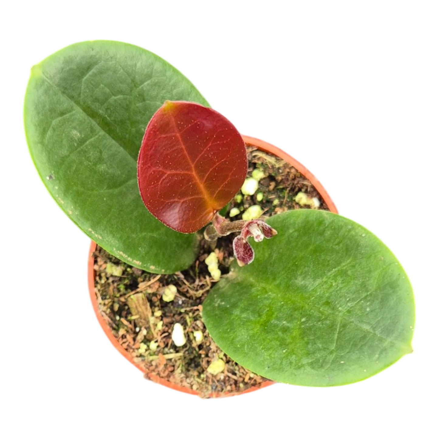Casa Botanica Hoya australis Pack of 10