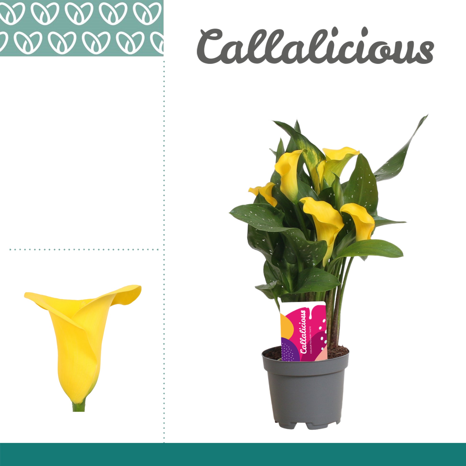 Zantedeschia Sunclub 25cm 10.5cm Pot