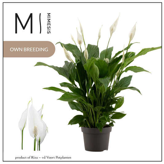Spathiphyllum Strauss 50cm 13cm Pot