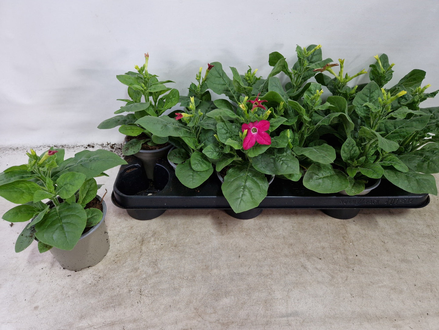 Nicotiana mix 25cm 510cm Pot