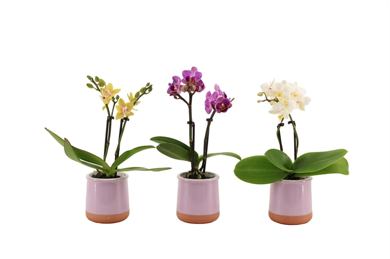 Phalaenopsis hybrid 17cm 6cm Pot