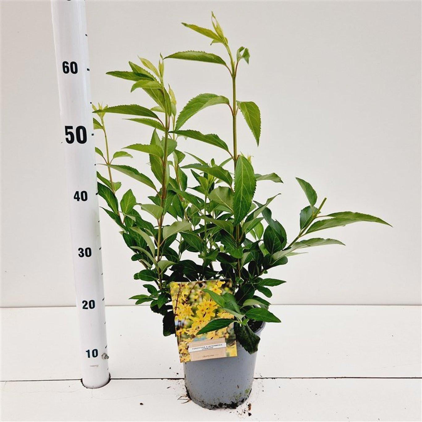 About Plants Zundert BV Forsythia Lynwood Pack of 1