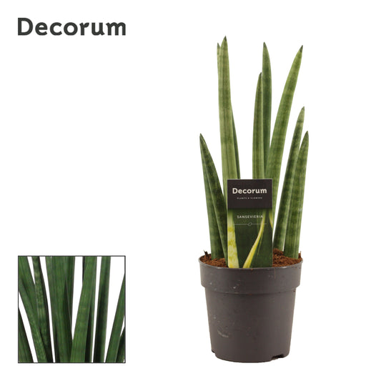 sansevieria-cylindrica-rocket-35cm-12cm-pot