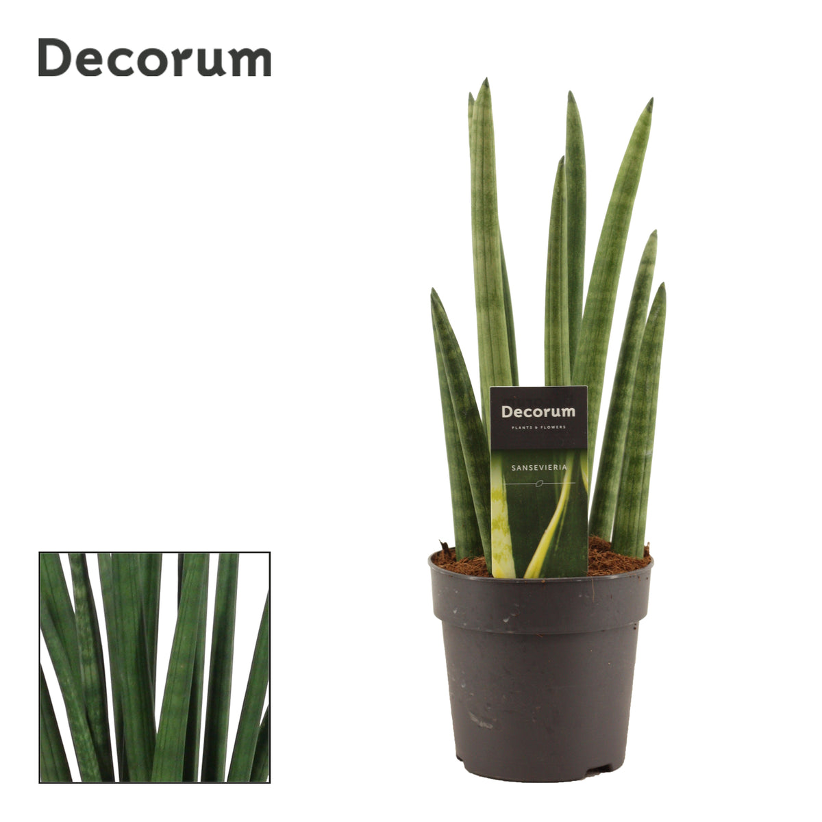Sansevieria cylindrica 35cm 12cm Pot
