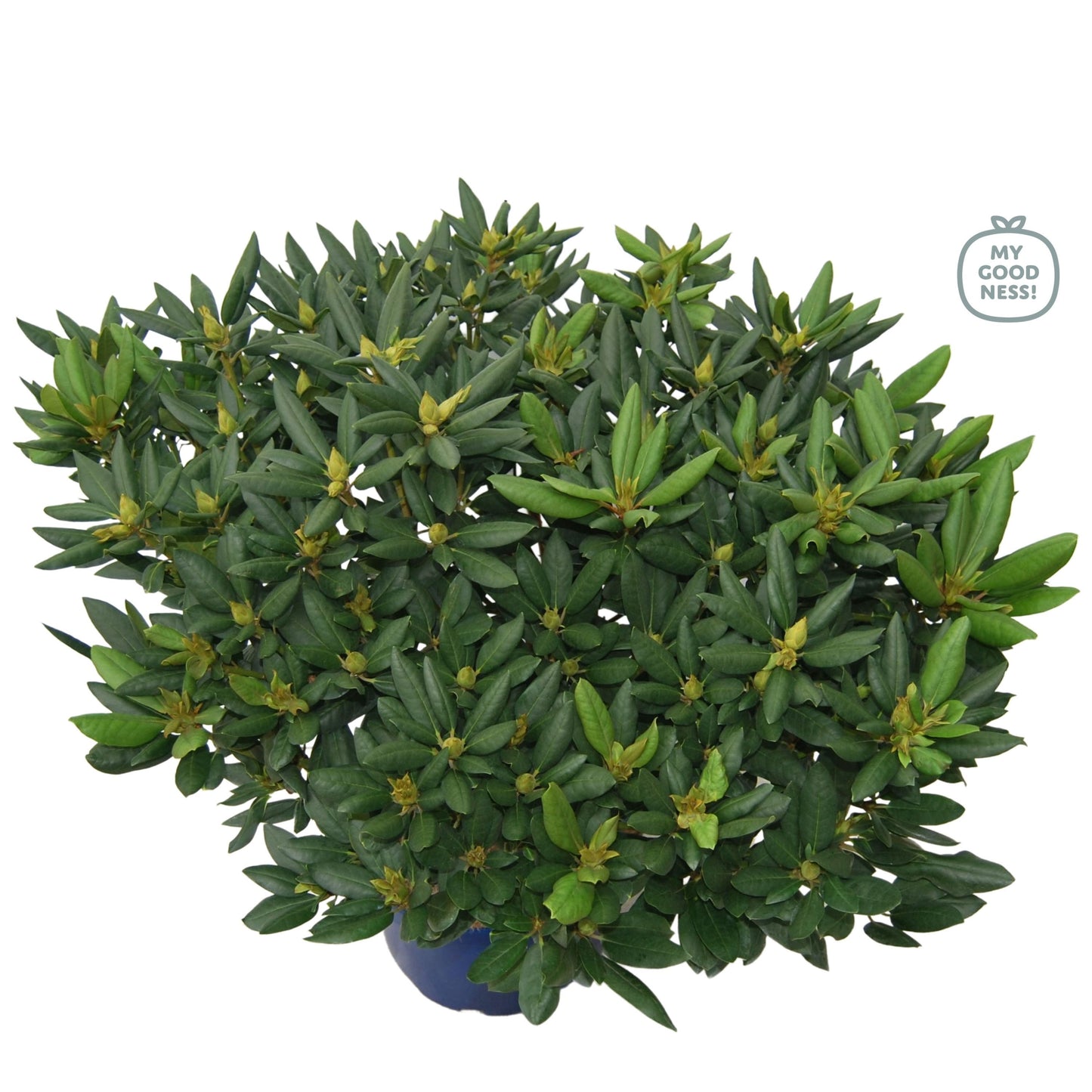 Leybaert BVBA Rhododendron cat. Grandiflorum Pack of 1