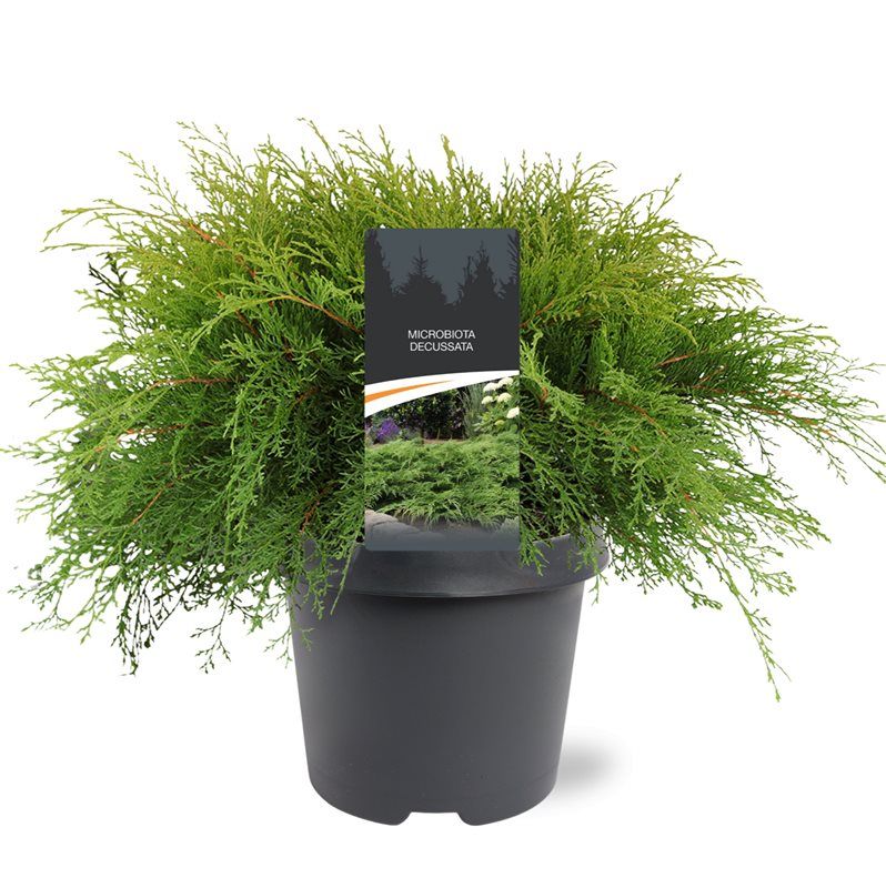 Microbiota decussata 40cm 23cm Pot