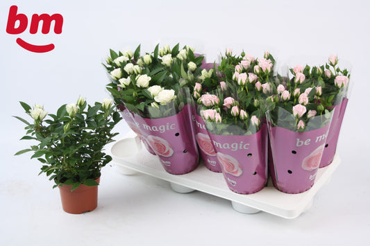 Rosa Beau Monde mix 25cm 10.5cm Pot