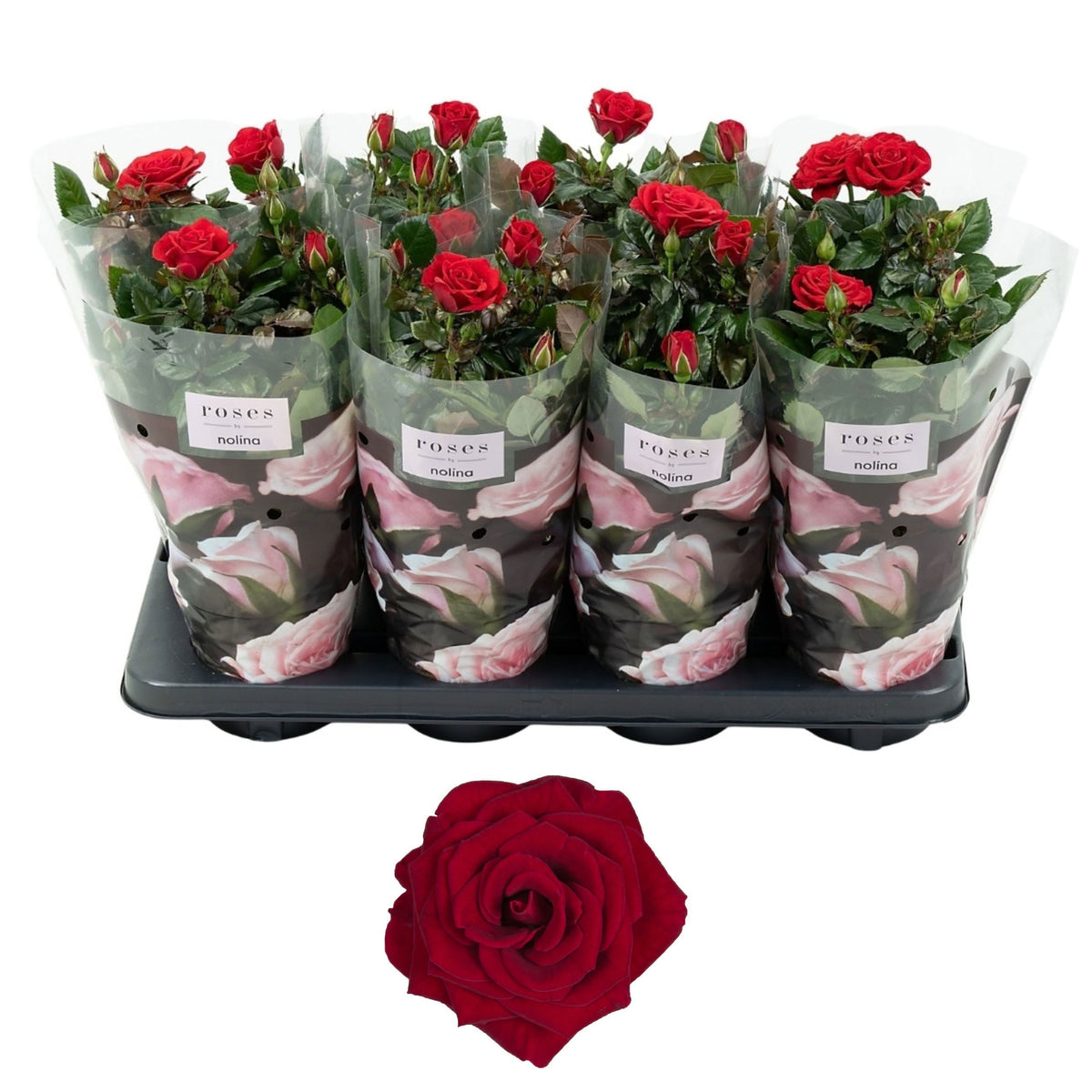 Rosa red 36cm 13cm Pot