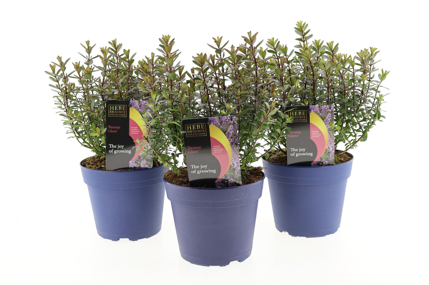 Hebe Celebration 30cm 17cm Pot