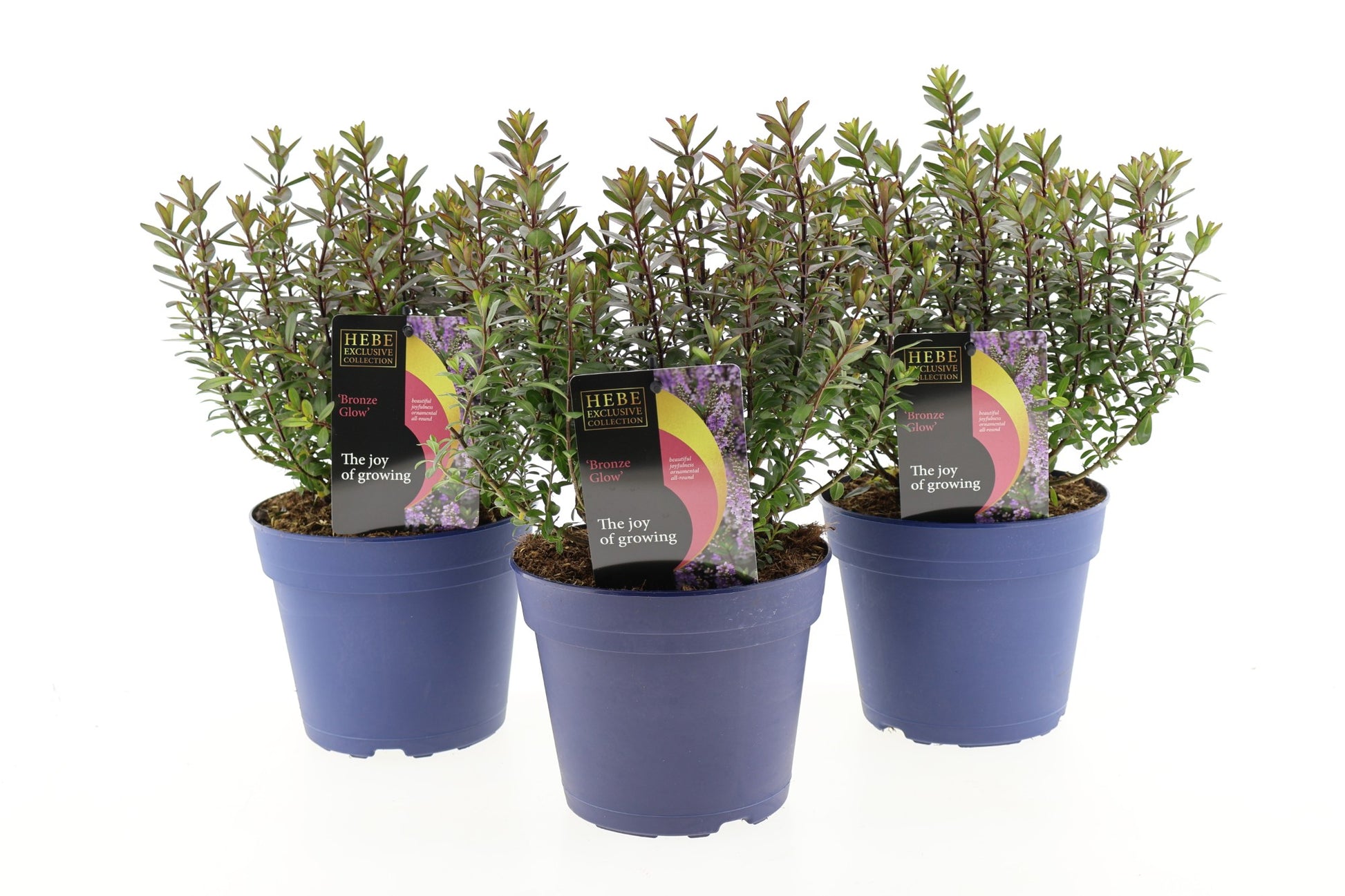 Hebe Celebration 30cm 17cm Pot
