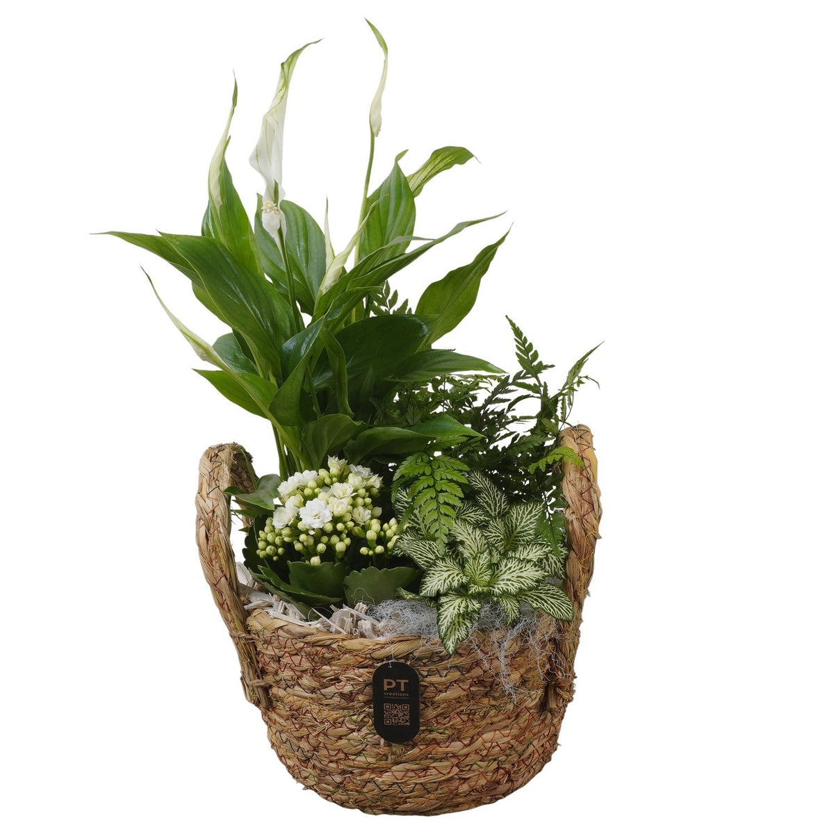 Indoor arrangement 36cm 19cm Pot