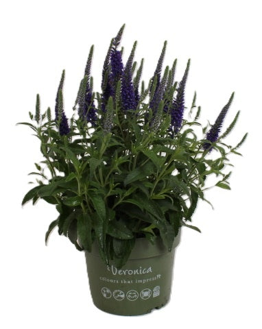 Veronica spic. Anniversary Blue 1cm 17cm Pot